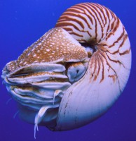 /album/classes/nautiloidea-jpg/