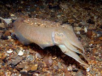 /album/galeria-de-fotos-cephalopoda/cephalopoda-jpg/