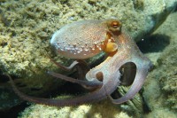 /album/galeria-de-fotos-cephalopoda/octopus-jpg/