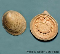 /album/galeria-de-fotos-monoplacophora/monoplacophora-jpg2/